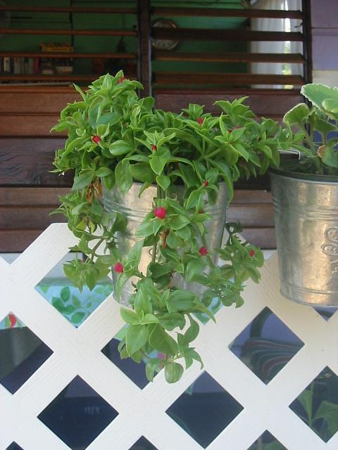 Love plants that hang & climb, tis one is a kind of a cacti with little red daisy flowers on it.