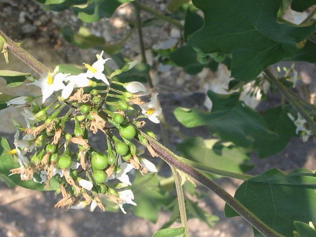 Jamaican children use these fruits as 'marbles' but others have told me that they can be cooked with Saltfish and the leaves are