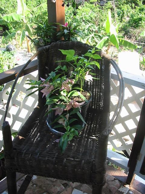 Miniature Bourganville uses an Easy Rock 1 bar stools to climb over
