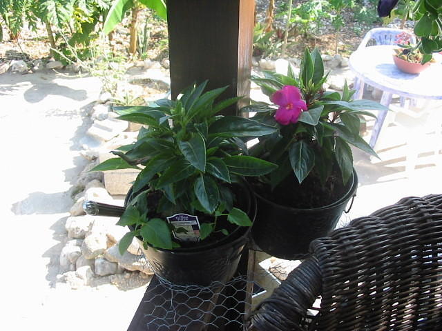 Busy Lizzies in white & pink remind me of the UK