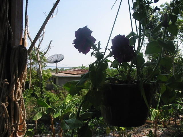 I hate those ugly satelitte dishes