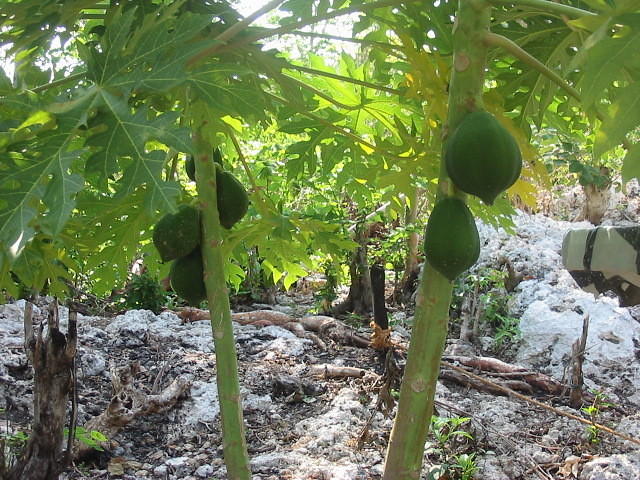 More papayas, some have been eaten already