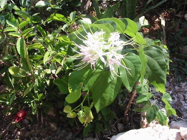 This is 'bush' but the flower is too pretty to pull yet