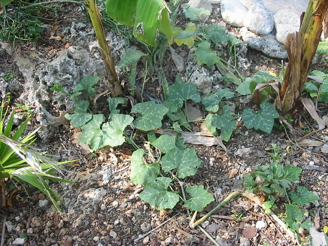 Pumkins beginning