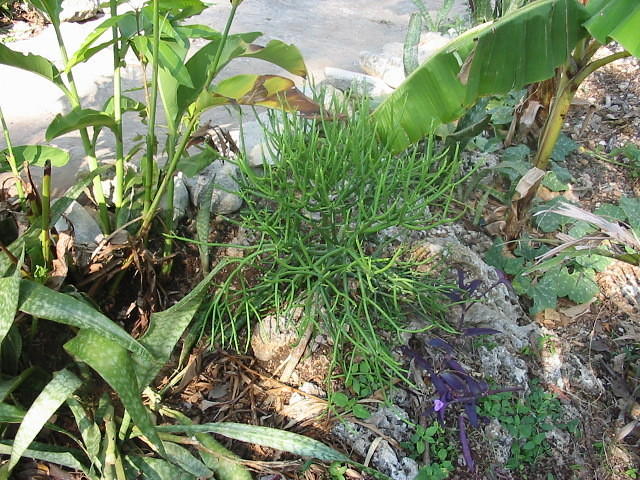 A kind of cactus, but beware the juice stains