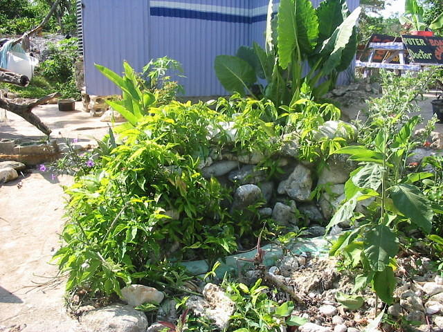 Rickeys waterfalls well grown over these days. Well he did say he wanted it wild!