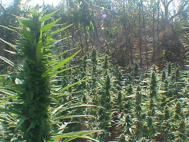 In Rickey's dreams lol!