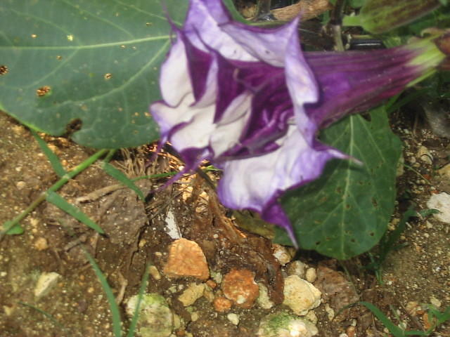 This dark purple bell flower has very dark green leaves & seems to flower whenever, one day there willbe a flower and then n