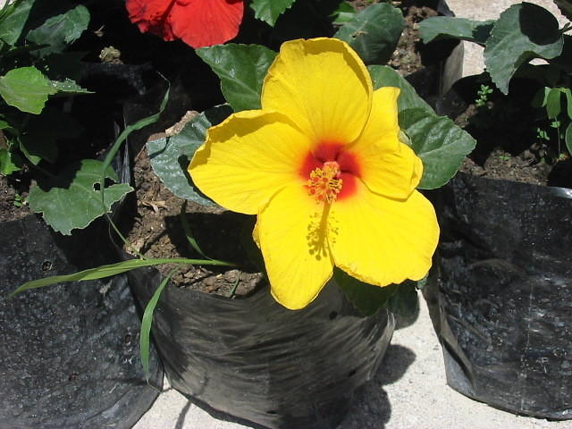 One of Michael the plant man's miniture hibiscus