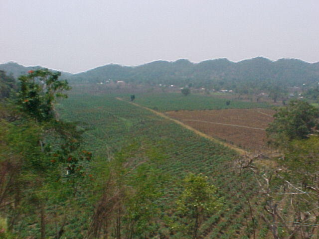 Papaya Farm, new growth.