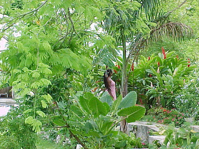 Angel in the Humming Bird Garden