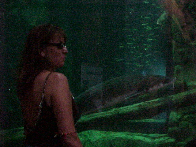 Misty at the Duluth Aquarium