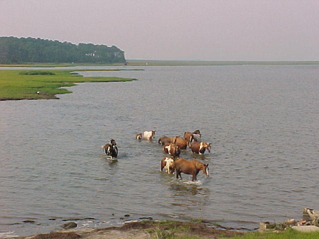 Chincoteague Horses and Ponies