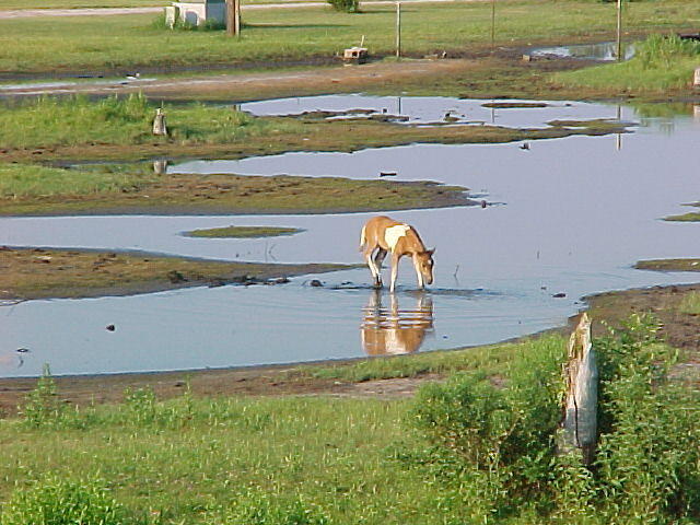 Ponies and Horses in Chincoteague