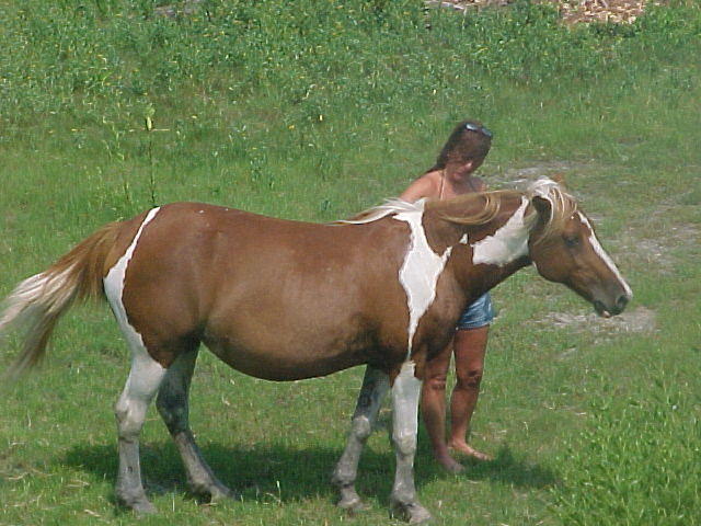 Horses and Ponies in Chincoteague