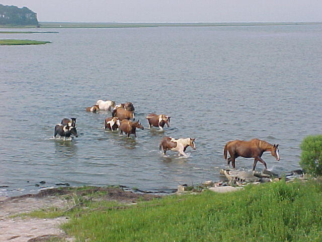 Chincoteague Horses and Ponies