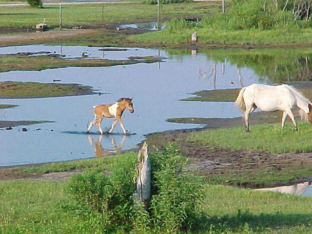 Ponies and Horses in Chincoteague