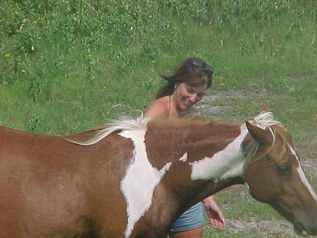 Horses and ponies in Chincoteague