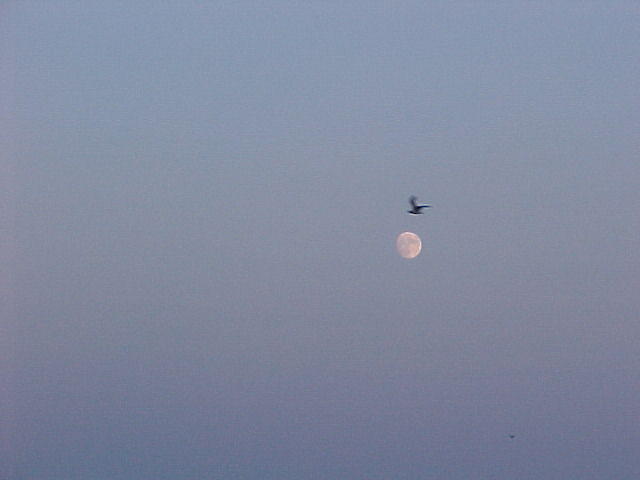 Monn over Chincoteague