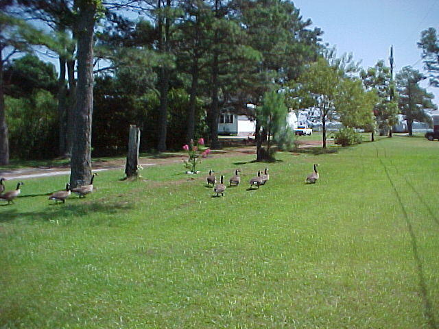 Canada Geese in Chincoteague