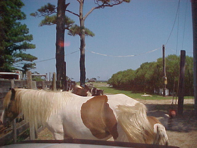 Chincoteague