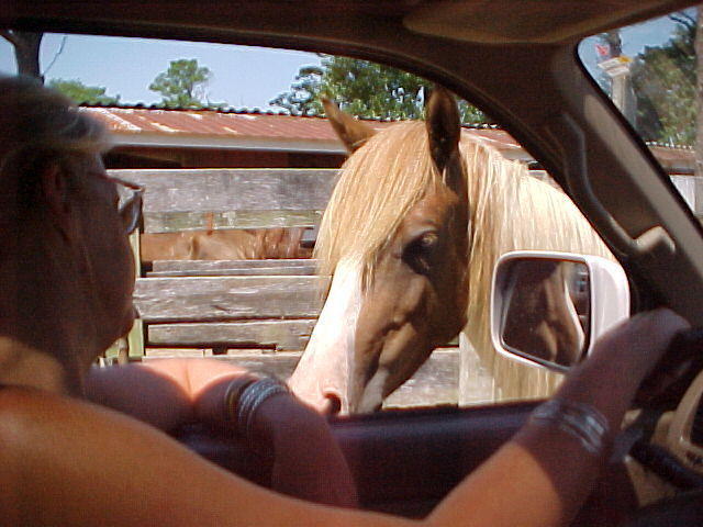 Pony Looking At Donna
