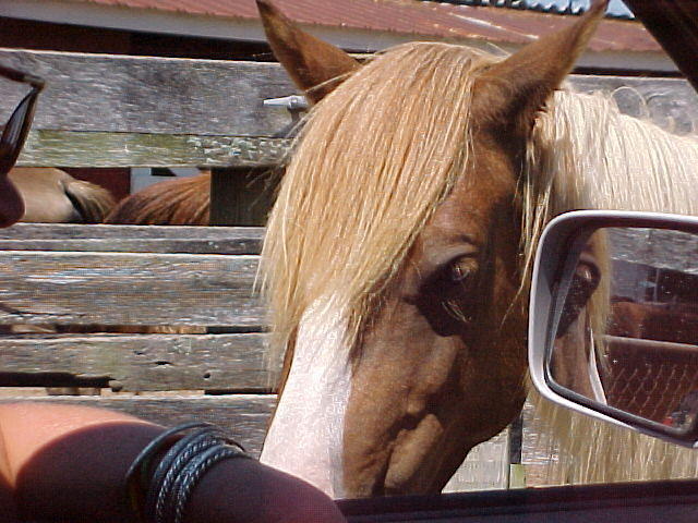 Pony Looking at Donna,, close, eh?