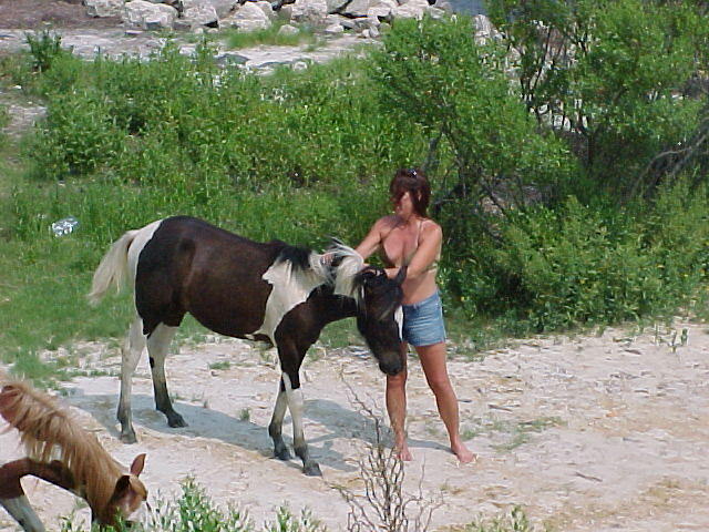 Chincoteague Horses and Ponies