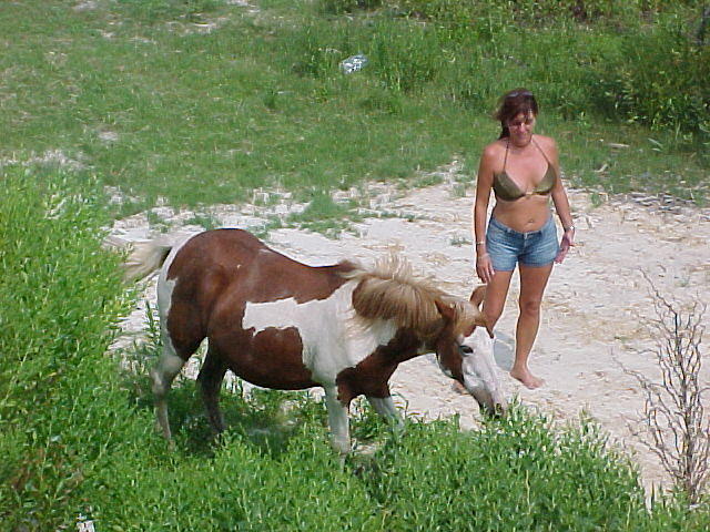 Chincoteague Holidays