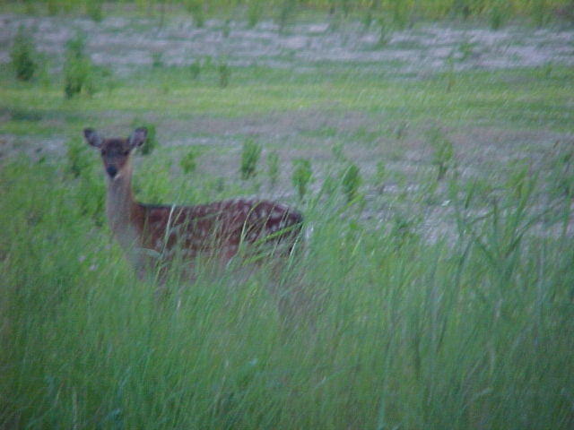 Deer in Chincoteague