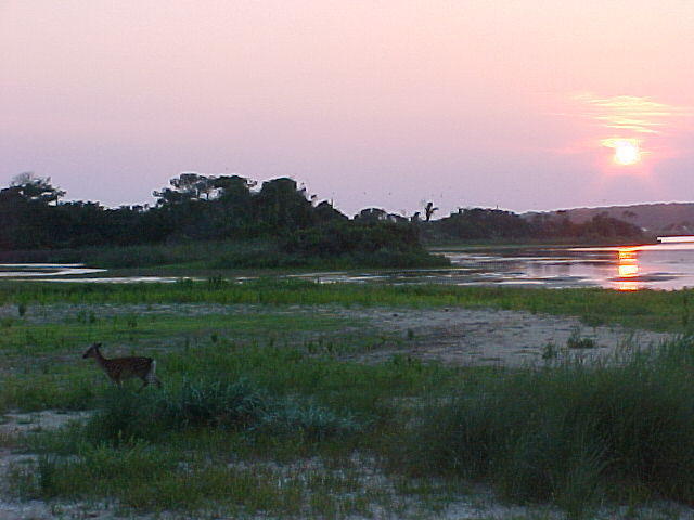 Deer at Sunset in Chincoteague