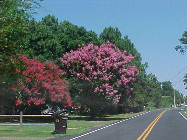 Chincoteague Main Street