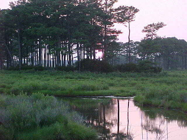 Chincoteague