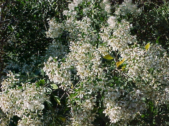 Oct. 23rd, 2005, Leonards Land, Chincoteague Island