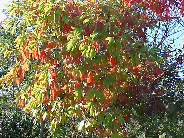 Oct. 23rd, 2005, Leonards Land, Chincoteague Island