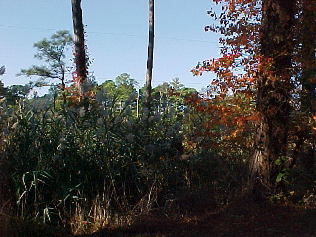 Oct. 23rd, 2005, Leonards Land, Chincoteague Island