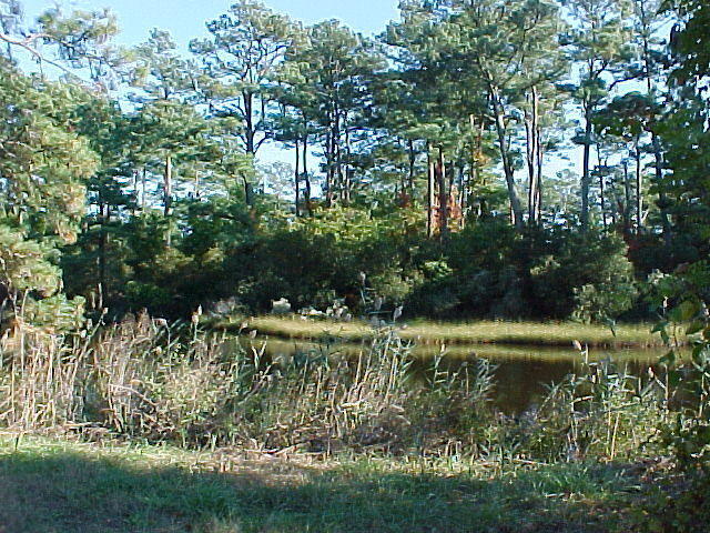Oct. 23rd, 2005, Leonards Land, Chincoteague Island