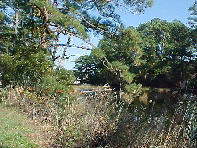 Oct. 23rd, 2005, Leonards Land, Chincoteague Island