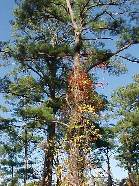 Oct. 23rd, 2005, Leonards Land, Chincoteague Island