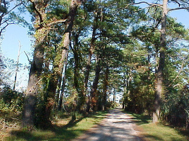 Oct. 23rd, 2005, Leonards Land, Chincoteague Island