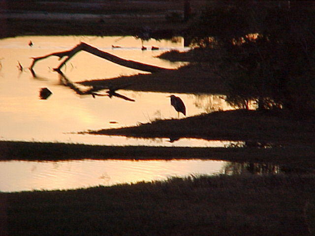 Nov. 27th. 2005 Chincoteague Island VA.