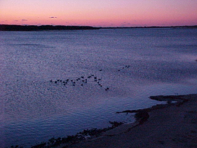 Nov. 11th, 2005 Chincoteague Island