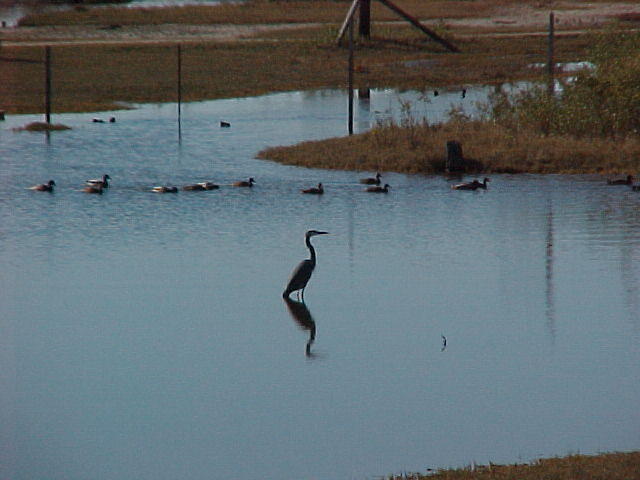 Nov. 27th. 2005 Chincoteague Island VA.