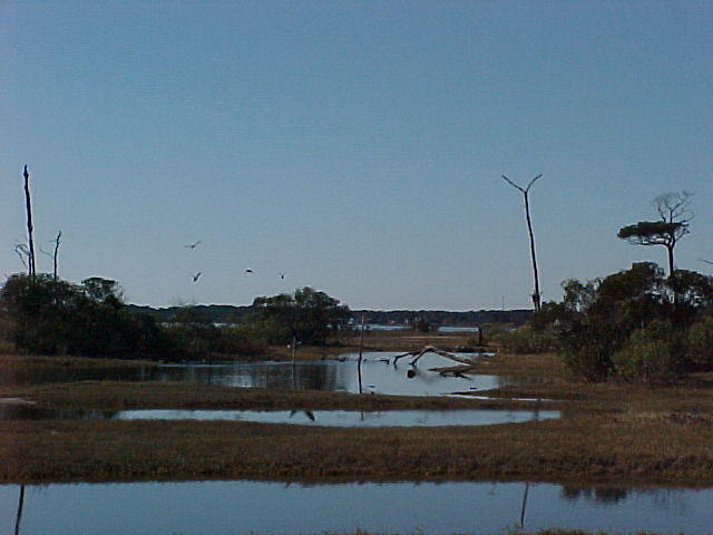 Nov. 27th. 2005 Chincoteague Island VA.