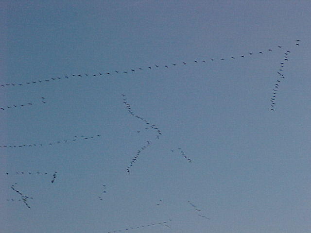 Nov. 27th. 2005 Chincoteague Island VA.