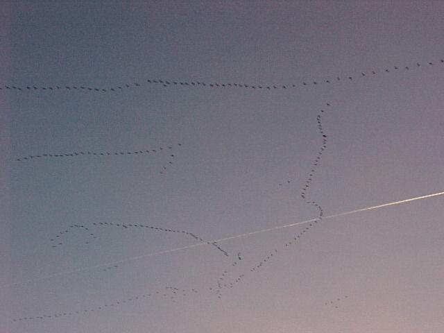 Nov. 27th. 2005 Chincoteague Island VA.