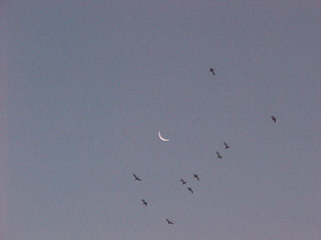 Nov. 27th. 2005 Chincoteague Island VA.