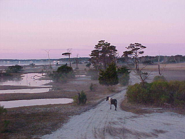 Nov. 27th. 2005 Chincoteague Island VA.