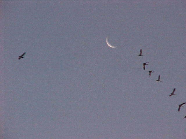 Nov. 27th. 2005 Chincoteague Island VA.