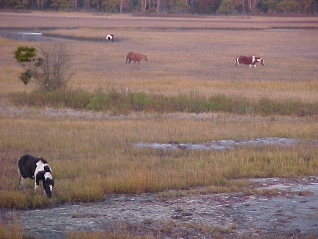 Nov. 27th. 2005 Chincoteague Island VA.